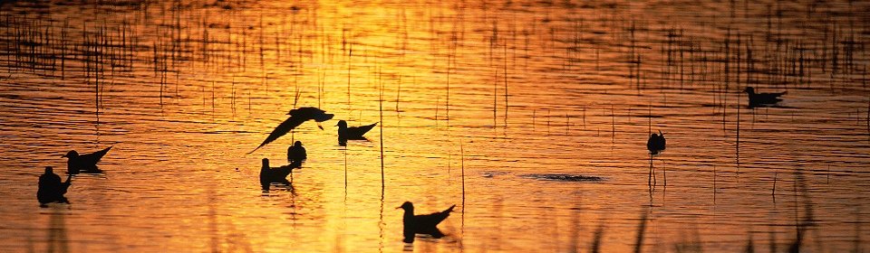夕陽と鴨