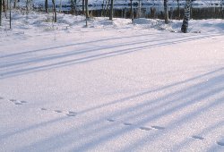 フィンランド雪